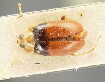 Media type: image; Entomology 18460   Aspect: habitus dorsal view
